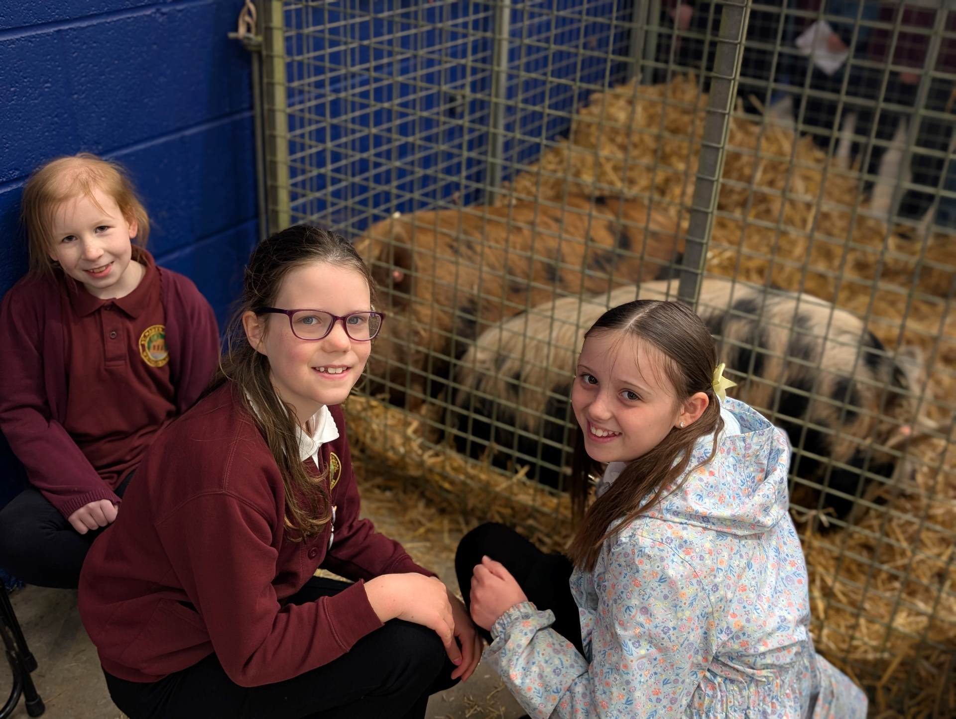 three primary school pupils with cow